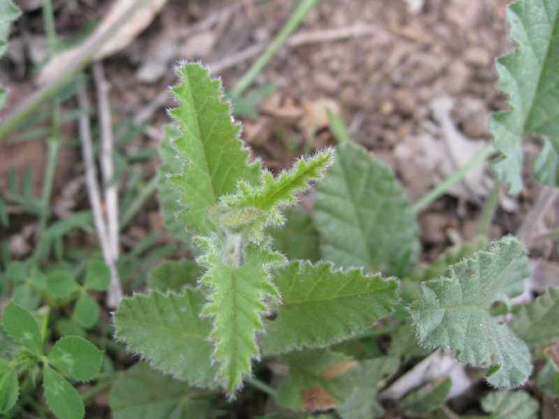 Convolvulus althaeoides / Vilucchio rosso